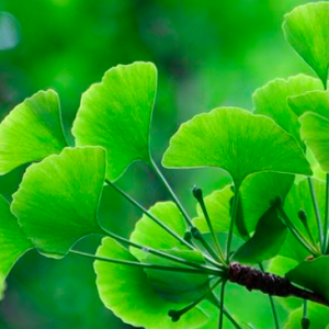 GINKGO BILOBA EL ÁRBOL MILENARIO QUE CUIDA TU SALUD