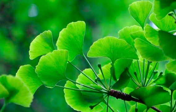 GINKGO BILOBA EL ÁRBOL MILENARIO QUE CUIDA TU SALUD